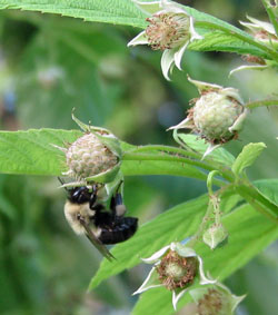 Raspberry flowers being pollinated