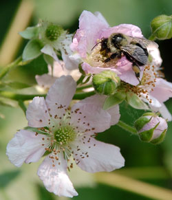 Blackberry flowers being pollinated