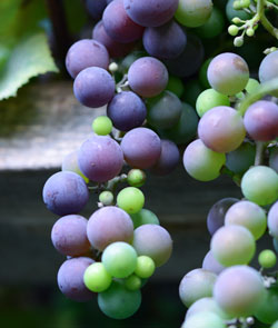 Concord grapes ripening