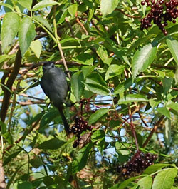 Catbird in the elderberry bush