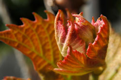 Emerging leaf