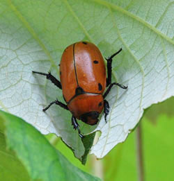 Grape leaf beetle