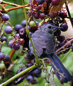 Catbirds eating grapes