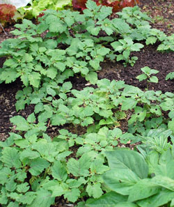 Young ground cherry plants