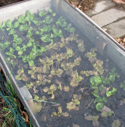 Lettuce in coldframe