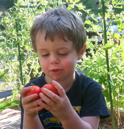 Our three-year-old grandson enjoying his own tomatoes