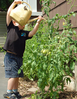 Helping water great-grandma's tomato plants