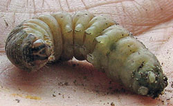 Unidentified larva