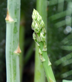 Asparagus tip