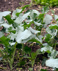 Young broccoli plants