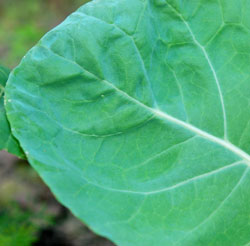 Collard leaf