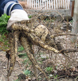 Multiple-rooted parsnip