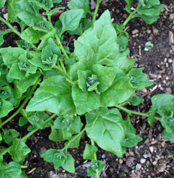 Older spinach plant