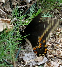 Swallowtail laying egg
