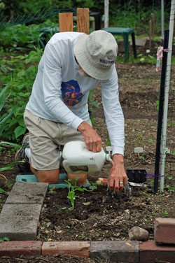 marijuna watering seedlings best practice most efficient